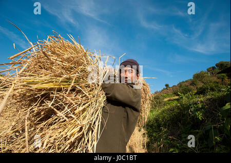 Un uomo può contenere fino a un fascio di appena raccolto di riso, Mongar distretto, Bhutan, Asia Foto Stock