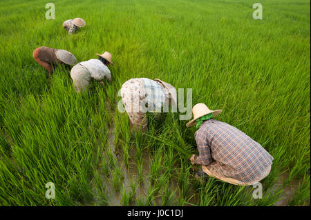 Le donne di erba chiaro da risaie vicino a Keng Tung, Stato Shan, Myanmar (Birmania), Asia Foto Stock