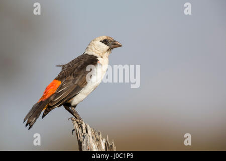 Bianco-guidato buffalo weaver (Dinemellia dinemelli), il Parco Nazionale del Serengeti, Tanzania Foto Stock