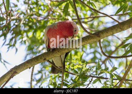 Galah. Eolophus roseicapilla, Stirk Park, Kalamunda, Western Australia. Foto Stock