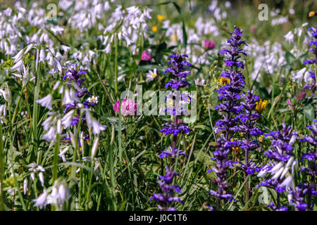Close up di diverso tipo di coloratissimi fiori selvatici in un campo in Italia Foto Stock