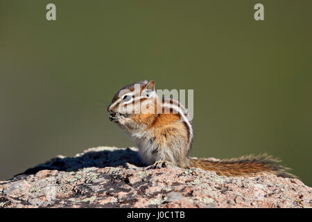 Almeno Scoiattolo striado (Tamias minimus) (Neotamias minimus (Eutamias minimus), San Juan National Forest, Colorado, STATI UNITI D'AMERICA Foto Stock