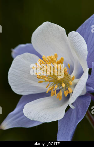 Blu (columbine columbine Colorado) (Aquilegia coerulea), San Juan National Forest, Colorado, STATI UNITI D'AMERICA Foto Stock