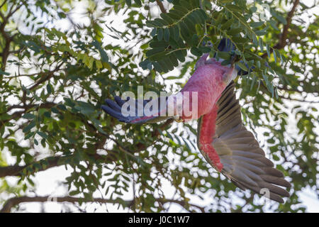 Galah. Eolophus roseicapilla, Stirk Park, Kalamunda, Western Australia. Foto Stock