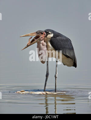 Marabou stork (Leptoptilos crumeniferus) alimentazione su un vundu (big catfish), Riserva Selous, Tanzania Foto Stock