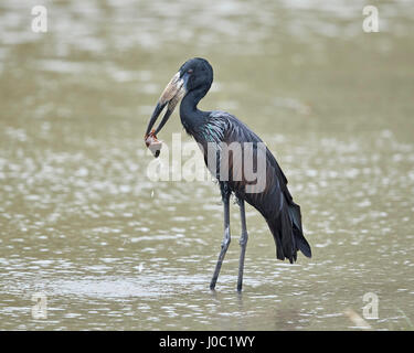 African open-fatturati stork (African openbill) (Anastomus lamelligerus) con una lumaca, Riserva Selous, Tanzania Foto Stock