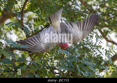 Galah. Eolophus roseicapilla, Stirk Park, Kalamunda, Western Australia. Foto Stock