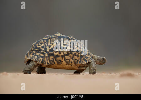 Leopard (tartaruga Geochelone pardalis), Kruger National Park Foto Stock