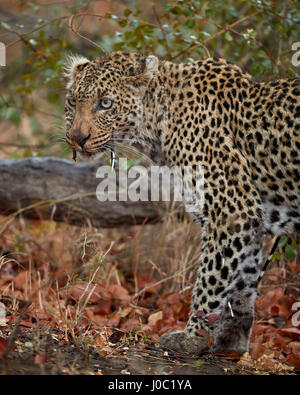 Leopard (Panthera pardus) con Cape porcupine quills bloccato in essa, Parco Nazionale Kruger Foto Stock