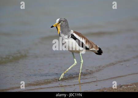 Bianco-incoronato pavoncella, Riserva Selous, Tanzania Foto Stock