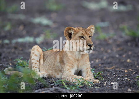 Lion (Panthera leo) cub, Riserva Selous, Tanzania Foto Stock
