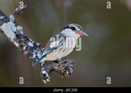 Striped kingfisher (Halcyon chelicuti), maschio, Riserva Selous, Tanzania Foto Stock