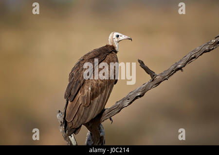 Hooded vulture (Necrosyrtes monachus), Riserva Selous, Tanzania Foto Stock