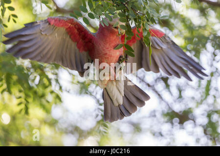 Galah. Eolophus roseicapilla, Stirk Park, Kalamunda, Western Australia. Foto Stock