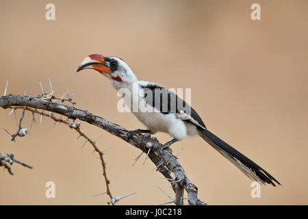 Von der Decken's Hornbill (Tockus deckeni), maschio, Riserva Selous, Tanzania Foto Stock