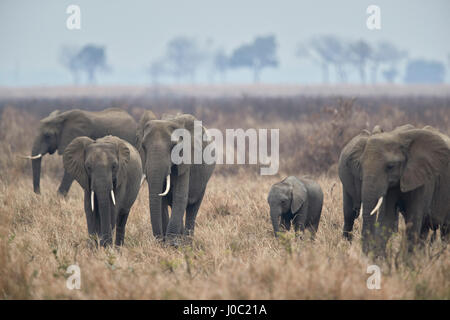Allevamento di elefante africano (Loxodonta africana), Mikumi National Park, Tanzania Foto Stock
