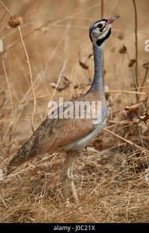 Bianco-panciuto bustard (bianco Bellied Korhaan) (Eupodotis senegalensis), maschio, Ruaha National Park, Tanzania Foto Stock