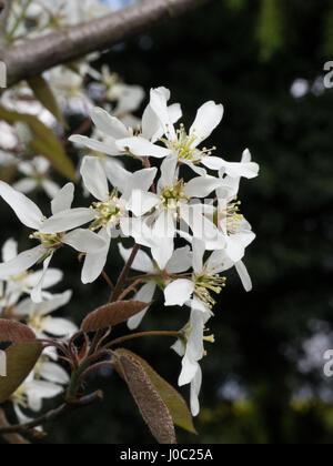 Close up dei fiori di Amelanchier lamarckii Foto Stock