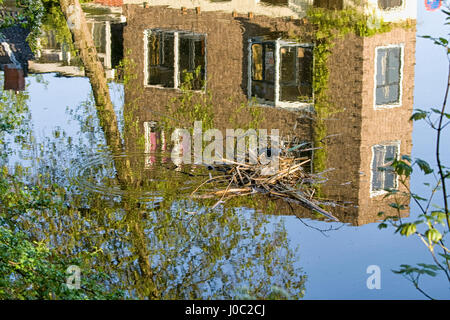 Coot sul nido nel centro del canale con la riflessione di case Foto Stock