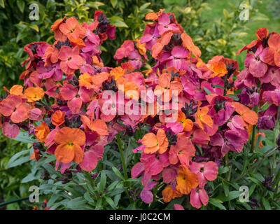 Close up dei fiori di inverno Erysimum Orchid Foto Stock