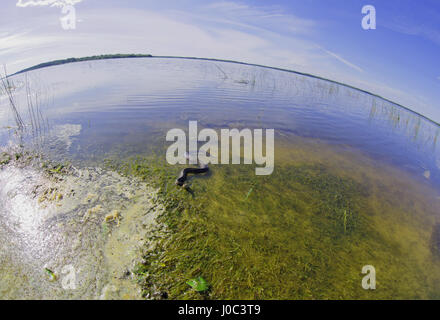 Viper è crogiolarsi in acqua poco profonda nel lago, di distorsione prospettica Foto Stock