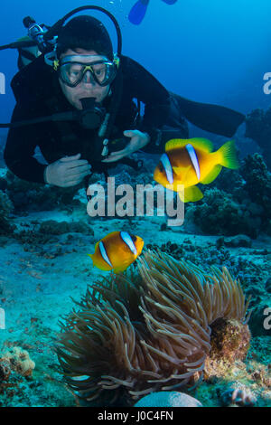 Scuba Diver guardando Clownfish (Amphiprion bicinctus), Marsa Alam, Egitto Foto Stock