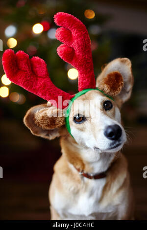 Ritratto di cane che indossa la renna orecchie Foto Stock