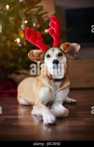 Ritratto di cane che indossa la renna orecchie Foto Stock