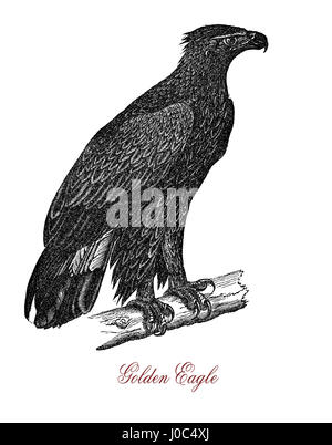 L'aquila reale (Aquila chrysaetos) è uno dei più noti rapaci nell emisfero nord Foto Stock