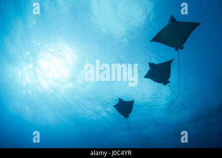 Eagle raggi (aetobatus narinari) nuoto, vista subacquea, Cancun, Messico Foto Stock