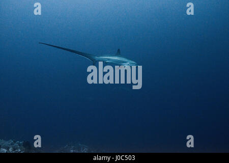 Raro squalo trebbiatrice (Alopias vulpinus), vista subacquea, Fratelli isola, Egitto Foto Stock