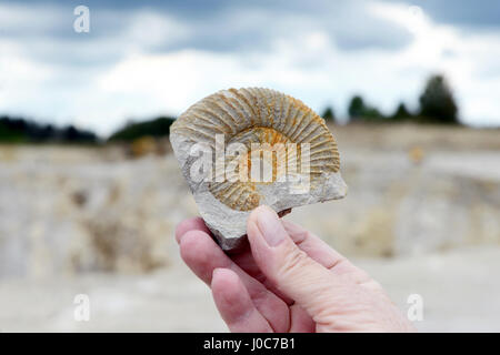 Raccolta di fossili ammonita nella roccia calcarea. Foto Stock