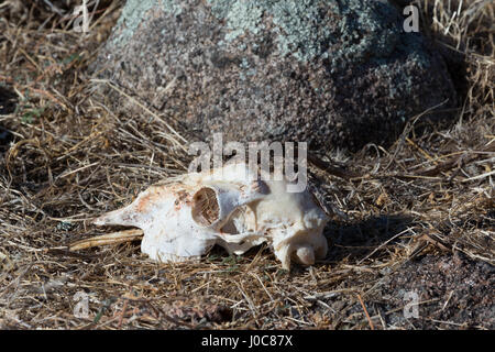 Un vicino la fotografia del cranio di una pecora morta accanto a un masso di granito su un australiano farm. Essa segna le pecore ultimo luogo di riposo. Foto Stock