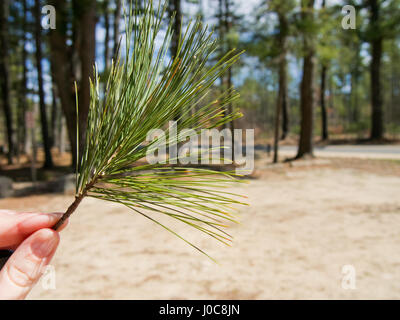 Una mano trattiene un piccolo ramo con aghi di pino in una giornata di sole. Foto Stock