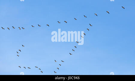 Stormo di uccelli. Oche canadesi battenti in una forma a V gruppo oltre il cielo blu sullo sfondo Foto Stock