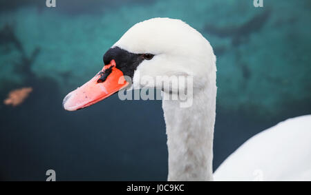 Il White Swan testa, closeup bird foto ritratto Foto Stock