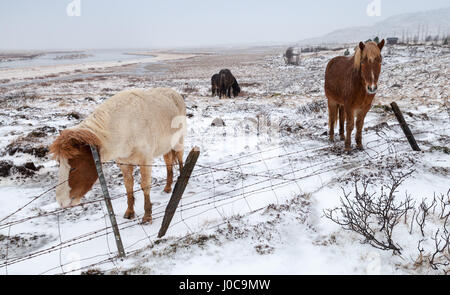 Cavalli islandesi a piedi intorno al coperto di neve prato vicino al recinto di fattoria Foto Stock