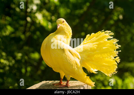 Giallo colomba nella foresta Foto Stock