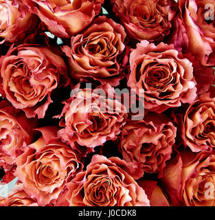 Rose, frame completo Foto Stock
