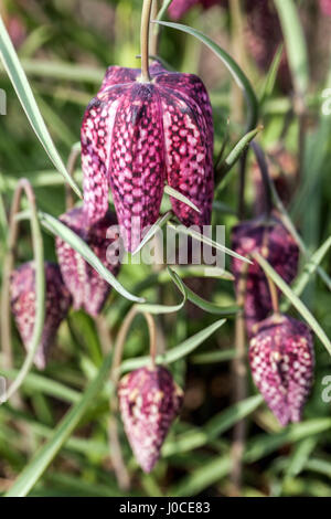 Fritillaria meleagris Testa di serpenti fritillary Foto Stock