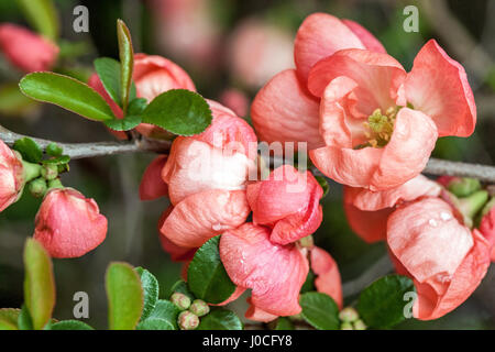 Quince fiorite Chaenomeles x superba 'Pink Trail' 'Interpitra' in un giardino Foto Stock
