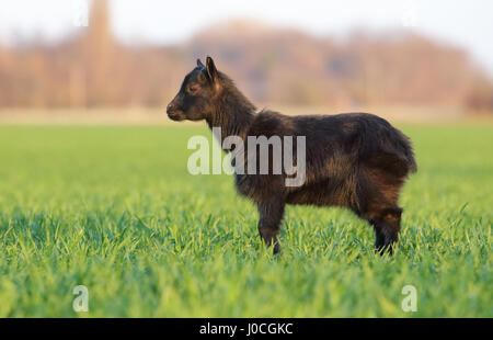 Capra su campo, all'aperto Foto Stock