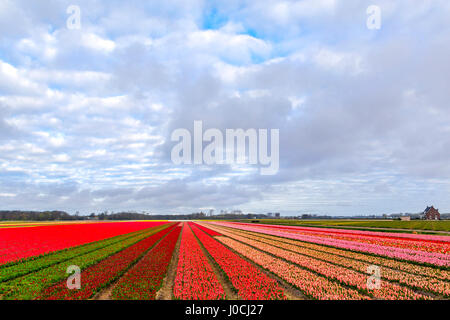 Fioritura tulipani nei pressi di Keukenhof Lisse, South Holland, Paesi Bassi. Tipicamente olandese la bellezza del paesaggio in primavera. Foto Stock