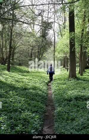 Un camminatore solitario passando attraverso una vegetazione lussureggiante in un legno Foto Stock