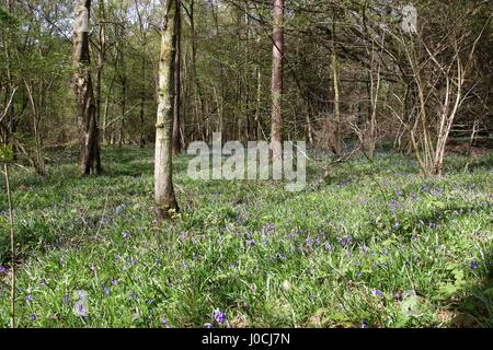 Bluebells fioritura in un bosco in tarda primavera Foto Stock