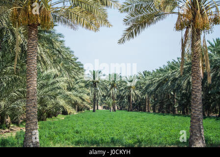 Un campo di erba medica costeggiato da palme da dattero, Al Janabiya, Bahrain Foto Stock