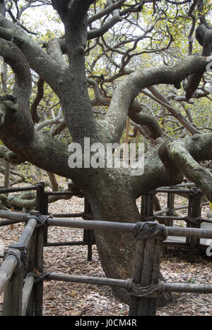 Il principale tronco di albero al centro del più grande del mondo di anacardi albero nella città di Pirangi, Natal, Brasile Foto Stock