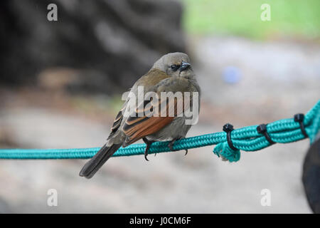 Un grigio Baywing (Agelaioides badius) arroccato su una corda blu, Buenos Aires, Argentina Foto Stock