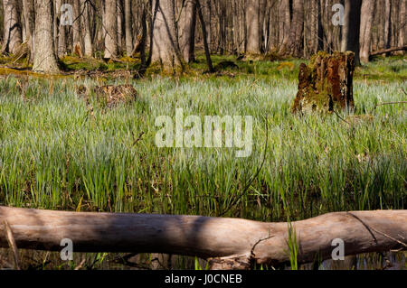 Le zone umide con alte e vibranti di erba verde e il moncone di legno Foto Stock