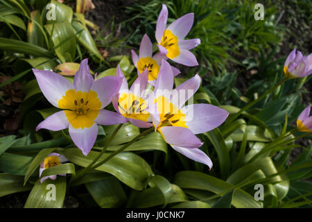 Tulipa saxatilis 'Lilac Wonder' primo piano fioritura in inglese giardino primaverile Foto Stock